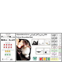 گونه خفاش بینی برگه‌ای کهربایی Fulvus Roundleaf Bat